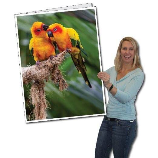 3' Giant Ornithologist Birthday Greeting Card