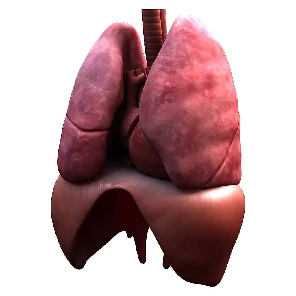 Victor The Torso: Human Anatomy Augmented Reality Learning Package (2D Banner) - Image 5