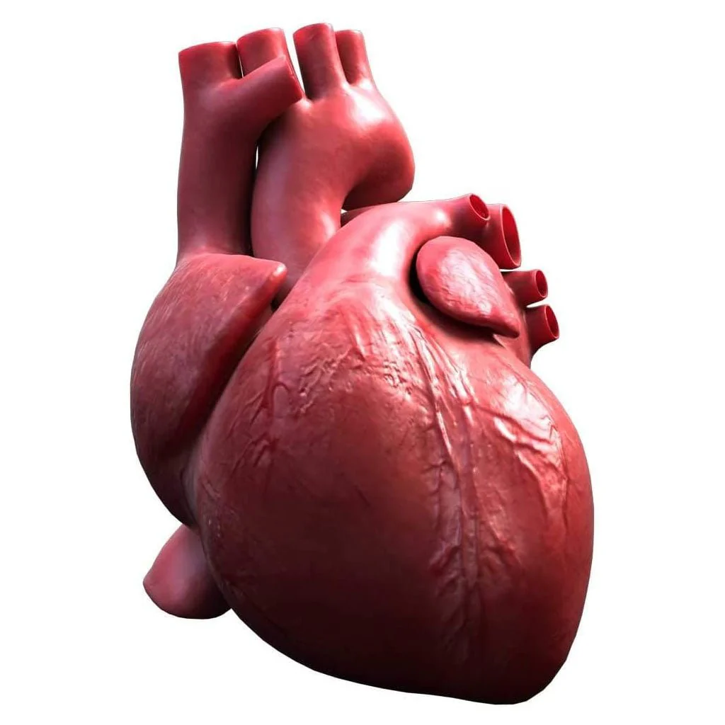Victor The Torso: Human Anatomy Augmented Reality Learning Package (2D Banner) - Image 6
